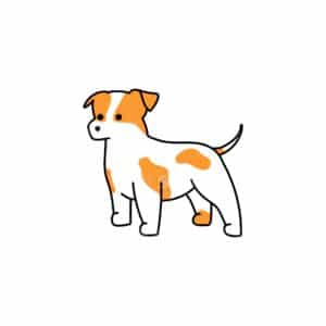 00091 TS BLANC Jack russell