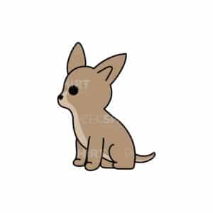 00118 TS BLANC Chihuahua