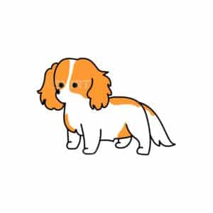 00124 TS BLANC Cavalier king charles