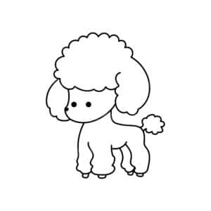 00130 TS BLANC Caniche