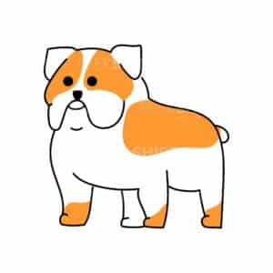 00148 TS BLANC Bouledogue anglais