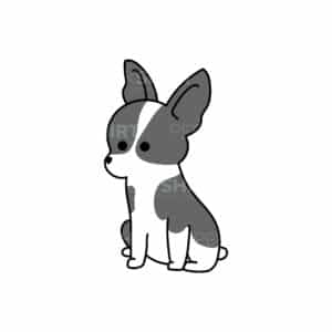 00151 TS BLANC Boston terrier