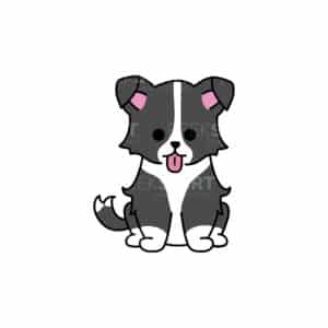 00154 TS BLANC border collie