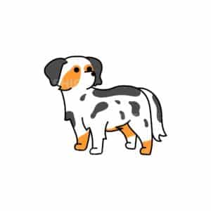 00163 TS BLANC Berger australien