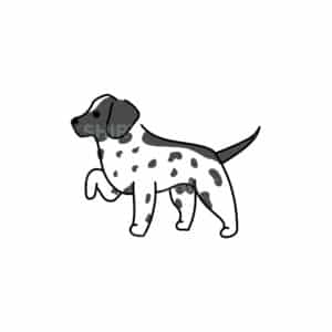 00178 TS BLANC Pointer