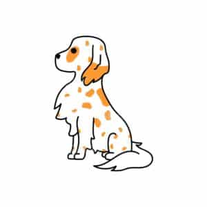 00196 TS BLANC Setter anglais