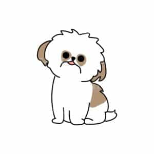 00205 TS BLANC Shih tzu