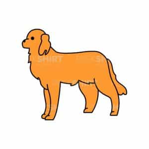 00994 TS BLANC Setter irlandais
