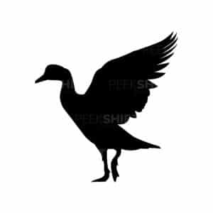 01300 TS BLANC canard
